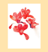 シクラメンの花のなかの子どもたち